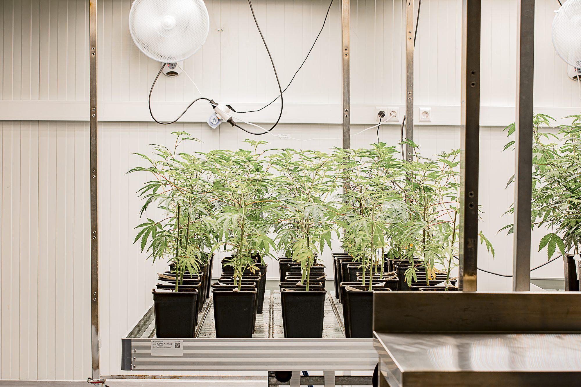 Junge Cannabis Pflanzen