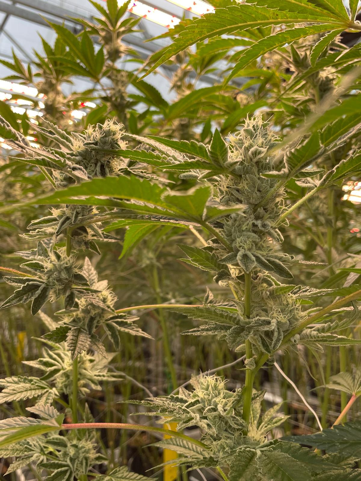 Hochwertige Cannabis Blüten