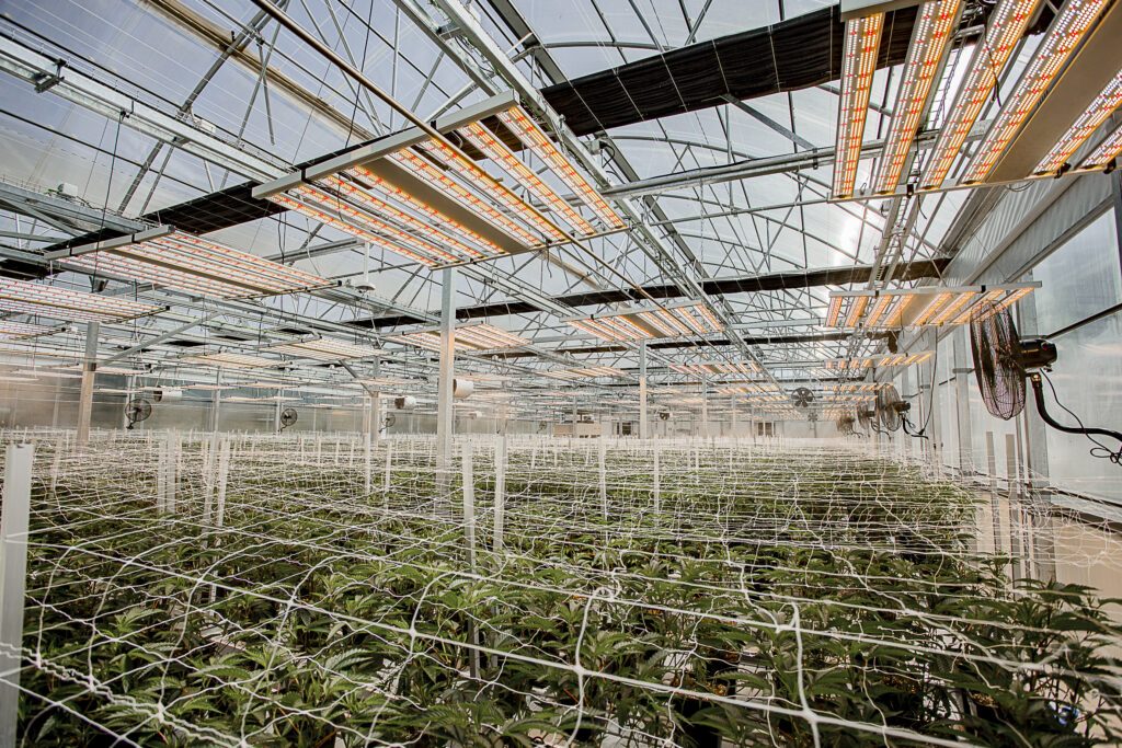 Medical cannabis cultivation at Master Med Cann, Penela, Portugal